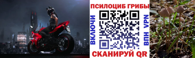 KRAKEN зеркало  Раменское  Галлюциногенные грибы мицелий 